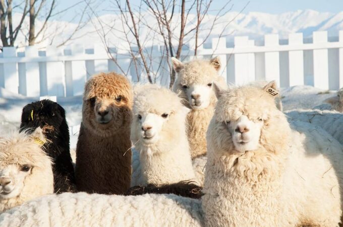 Hokkaido 1-Day Trip: Asahiyama Zoo, Biei and Ningle Terrace - Ningle Terrace