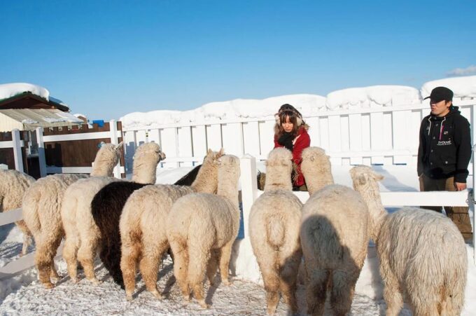 Hokkaido 1-Day Trip: Asahiyama Zoo, Biei and Ningle Terrace - Furano Wine