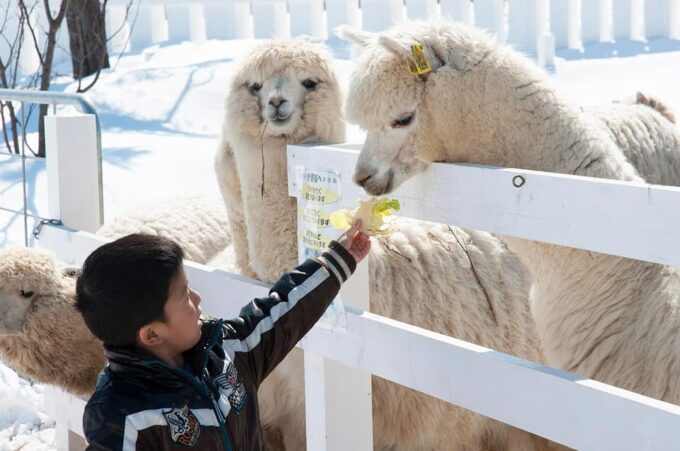 Hokkaido 1-Day Trip: Asahiyama Zoo, Biei and Ningle Terrace - Frequently Asked Questions