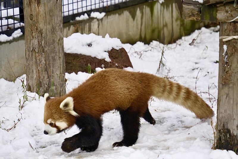 Hokkaido: Asahiyama Zoo, Biei, and Ningle Terrace Tour - Unique Animal Habitats