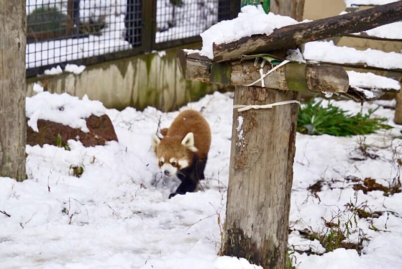 Hokkaido: Asahiyama Zoo, Biei, and Ningle Terrace Tour - Panoramic Flower Gardens Shikisai-no-oka