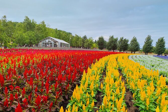 Hokkaido Asahiyama Zoo, Biei, Aoike, Elf Terrace Day Tour - Discovering Bieis Picturesque Landscapes