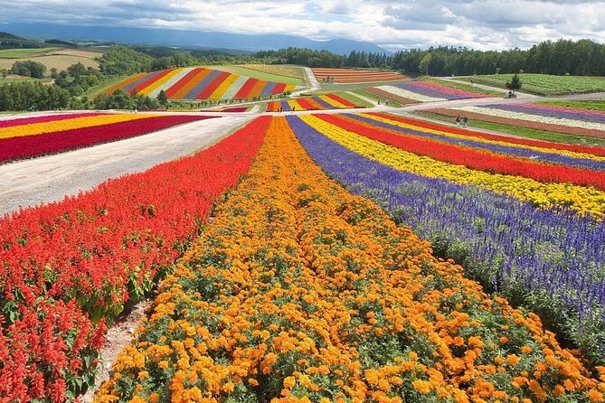 Hokkaido Asahiyama Zoo, Biei, Aoike, Elf Terrace Day Tour - Enchanting Elf Terrace Experience