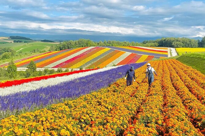 Hokkaido Asahiyama Zoo, Biei, Aoike, Elf Terrace Day Tour - Weather Contingency Plan