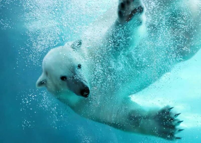 Hokkaido: Asahiyama Zoo Biei Ningle Terrace Day Tour - Key Points