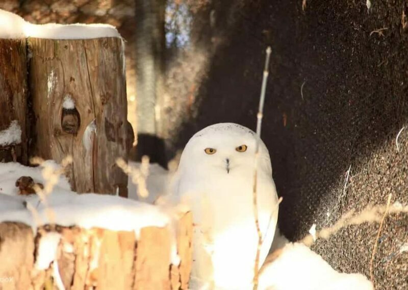 Hokkaido: Asahiyama Zoo Biei Ningle Terrace Day Tour - A Detailed Look at the Tour Experience