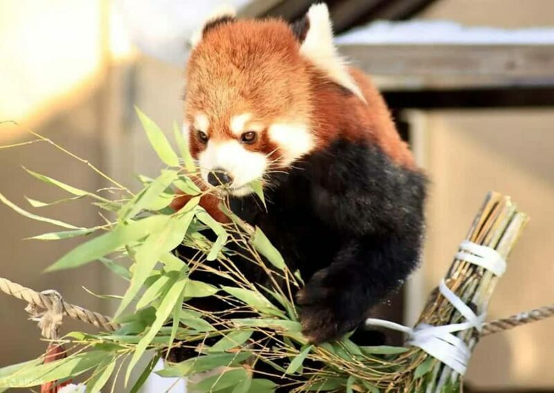 Hokkaido: Asahiyama Zoo Biei Ningle Terrace Day Tour - Who Should Consider This Tour?