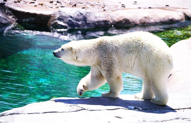 Hokkaido: Asahiyama Zoo, Biei, Ningle Terrace Full-Day Trip - Highlights of Asahiyama Zoo