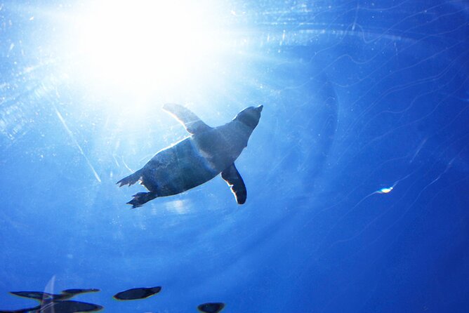 Hokkaido: Asahiyama Zoo, Furano, and Ningle Terrace Full Day Tour - Inclusions