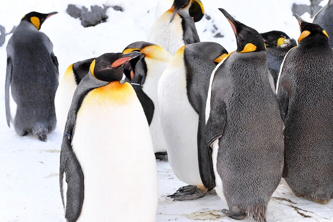 Hokkaido: Asahiyama Zoo, Furano, and Ningle Terrace Full Day Tour - Meeting and Pickup