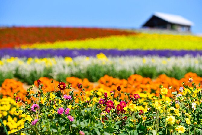 Hokkaido: Asahiyama Zoo, Furano, and Ningle Terrace Full Day Tour - Important Information
