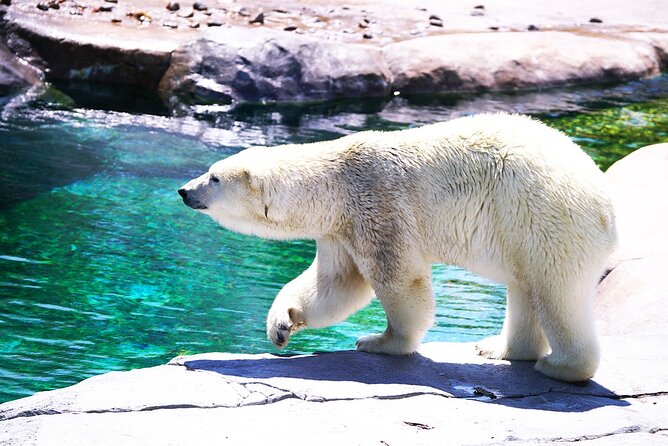 Hokkaido: Asahiyama Zoo, Furano, and Ningle Terrace Full Day Tour - Ningle Terrace