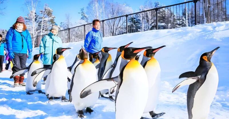 Hokkaido: Asahiyama Zoo, Furano, and Ningle Terrace Tour - Biei Blue Pond