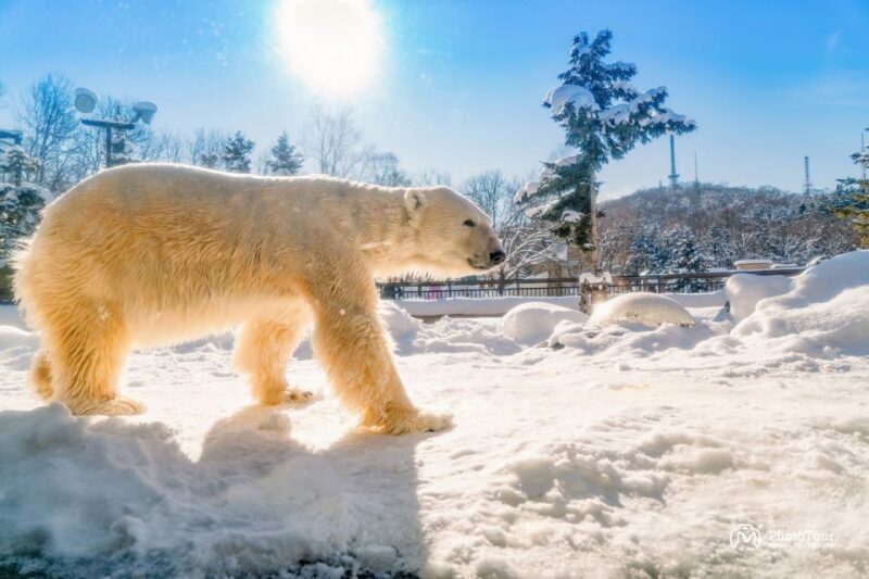 Hokkaido: Asahiyama Zoo, Furano, and Ningle Terrace Tour - Tour Start and End Points