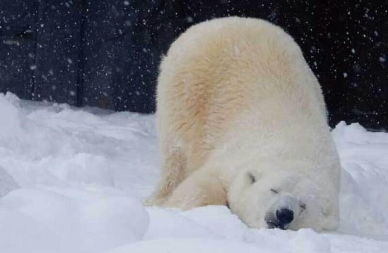 Hokkaido Asahiyama Zoo, Icebreaker GARINKO GO Sunset Tour - Important Information