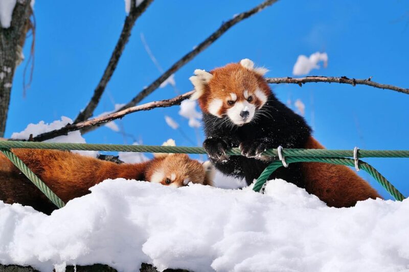 Hokkaido Asahiyama Zoo, Icebreaker GARINKO GO Sunset Tour - Inclusions and Restrictions