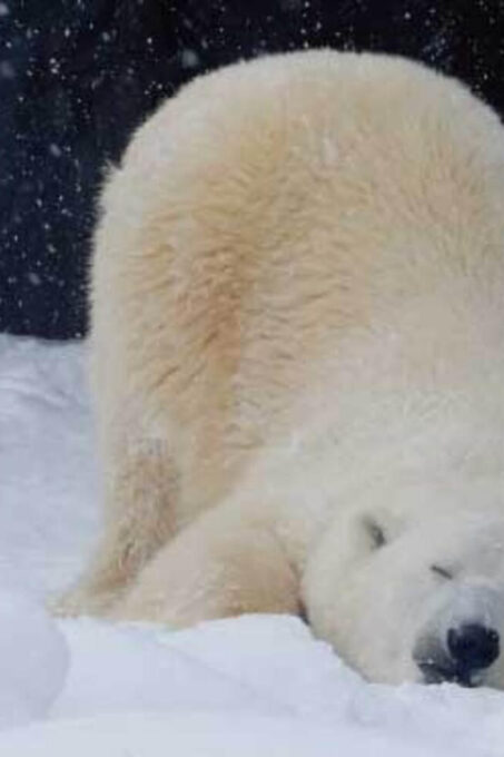 Hokkaido Asahiyama Zoo, Icebreaker GARINKO GO Sunset Tour - Tips for a Memorable Experience