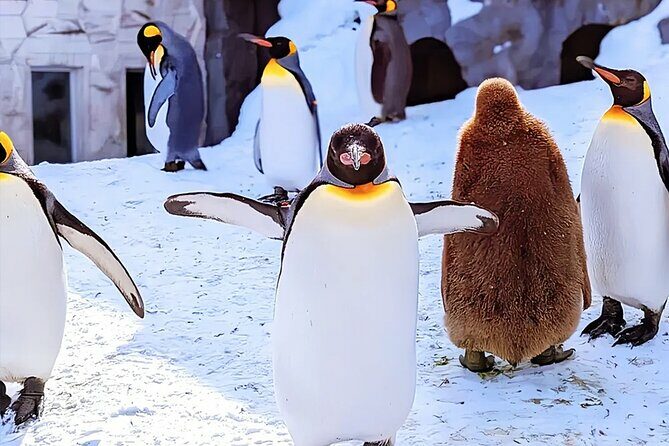 Hokkaido Asahiyama Zoo Ningle Terrace Day trip - Introduction