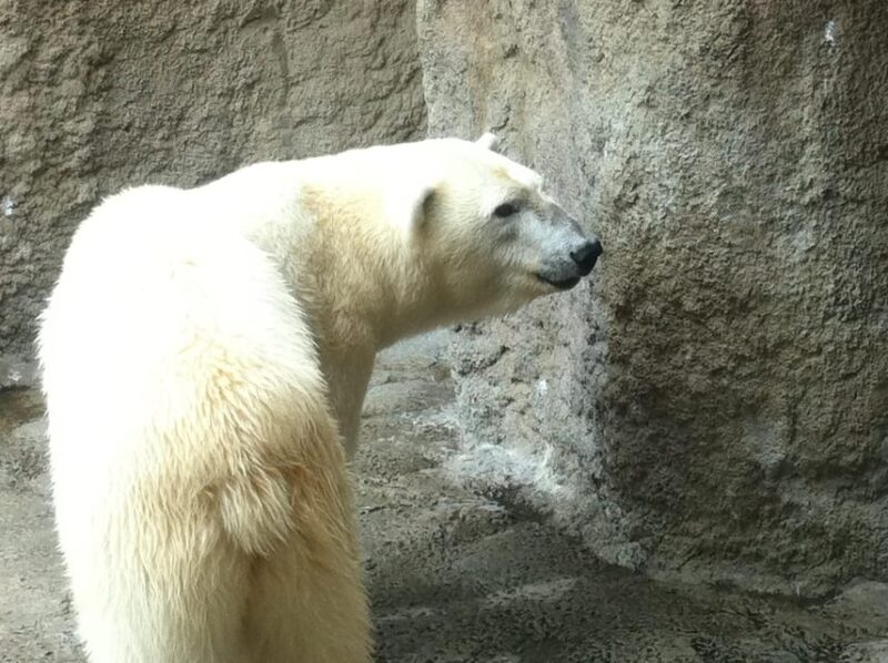 Hokkaido Asahiyama Zoo Tour With Melon Buffet Option - Itinerary Highlights