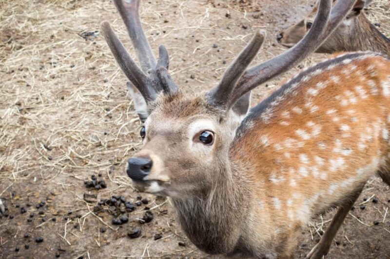 Hokkaido Asahiyama Zoo Tour With Melon Buffet Option - Lunch at HERB GARDEN FURANO