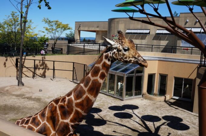Hokkaido Asahiyama Zoo Tour With Melon Buffet Option - Shirogane Blue Pond and Waterfall