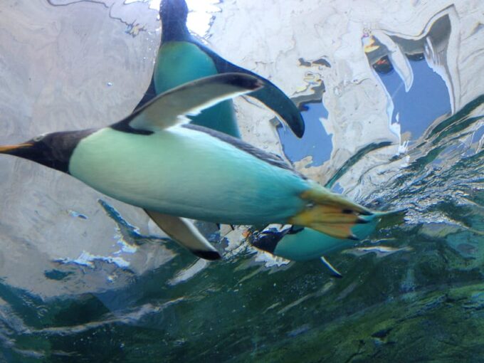 Hokkaido Asahiyama Zoo Tour With Melon Buffet Option - Tour Inclusions and Availability