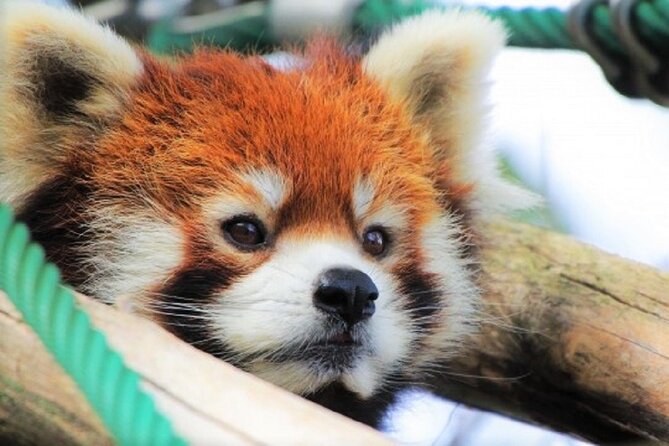 Hokkaido Asahiyama Zoo,Furano and Biei English/Chinese Bus Tour - Meeting and Pickup Details