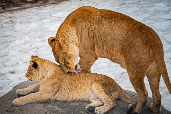 Hokkaido Asahiyama Zoo,Furano and Biei English/Chinese Bus Tour - Additional Information