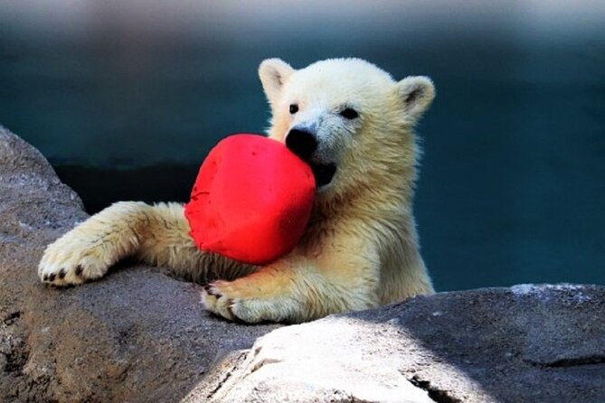 Hokkaido Asahiyama Zoo,Furano and Biei English/Chinese Bus Tour - Cancellation Policy