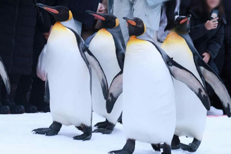Hokkaido Asahiyama Zoo+Ningle Terrace+Biei Farm Snow Play - FAQ