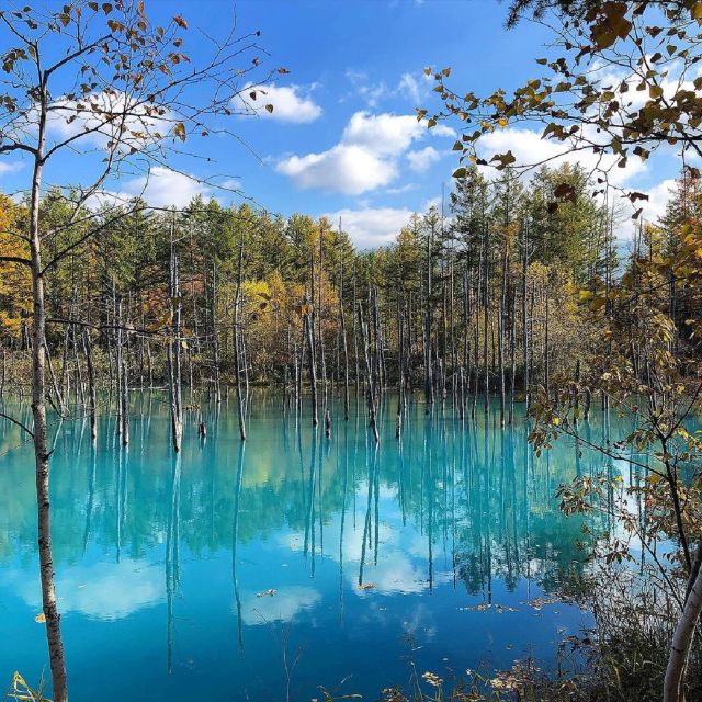 Hokkaido: Biei Blue Pond and Furano Flower Farm Day Trip - Buffet Lunch at Local Restaurant