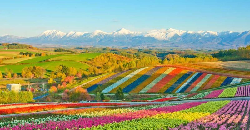 Hokkaido: Biei Blue Pond, Furano Flower Fields 1-Day Trip - Key Points