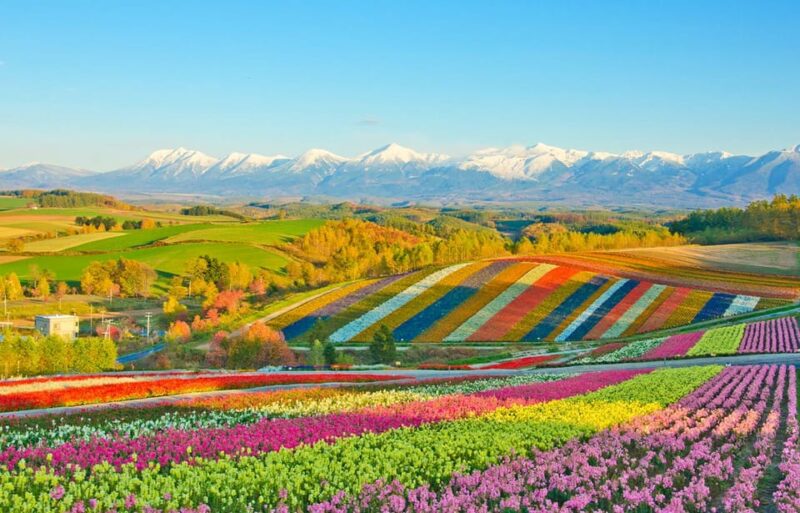 Hokkaido: Biei Blue Pond, Furano Flower Fields 1-Day Trip - Itinerary