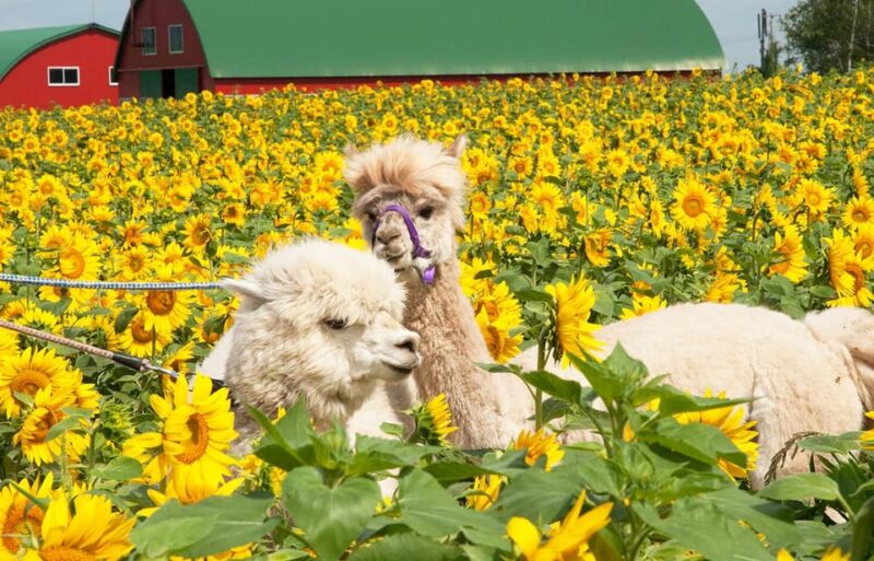Hokkaido: Biei Blue Pond, Furano Flower Fields 1-Day Trip - Blue Pond Exploration