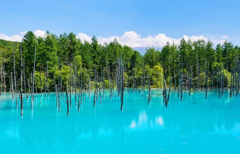 Hokkaido: Biei Blue Pond, Furano Flower Fields 1-Day Trip - Hokkaido Buffet Lunch