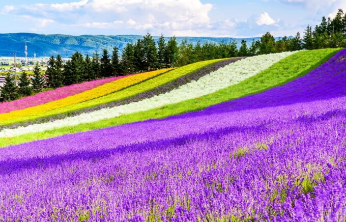 Hokkaido: Biei Blue Pond, Furano Flower Fields 1-Day Trip - Inclusions and Cancellation