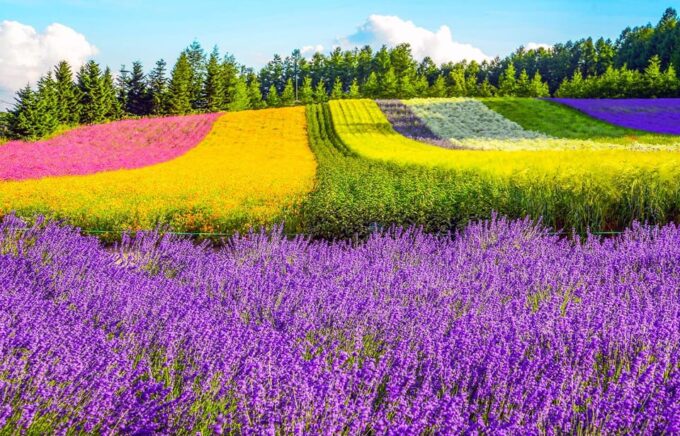 Hokkaido: Biei Blue Pond, Furano Flower Fields 1-Day Trip - Frequently Asked Questions