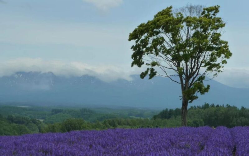 Hokkaido: Biei Furano One-Day Tour (Lunch & Melons Option) - Important Information