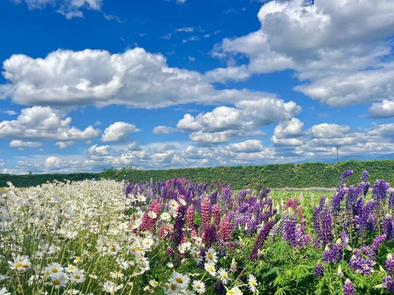 Hokkaido: Biei Furano One-Day Tour (Lunch & Melons Option) - Arrival and Departure