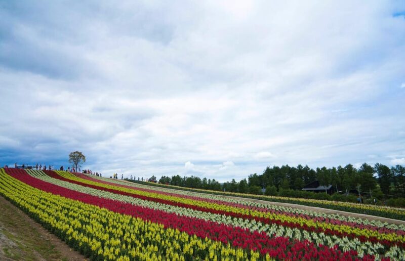 Hokkaido Biei Green Pond and Furano Flower Sea | Day Tour - Key Points