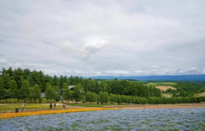 Hokkaido Biei Green Pond and Furano Flower Sea | Day Tour - Key Stops
