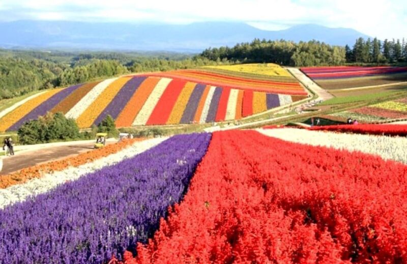Hokkaido Biei Green Pond and Furano Flower Sea | Day Tour - Inclusions and Exclusions