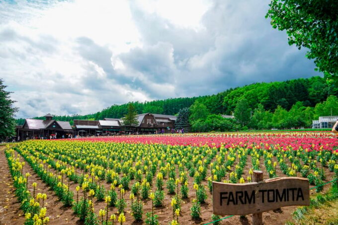 Hokkaido Biei Green Pond and Furano Flower Sea | Day Tour - Transportation and Meeting Point