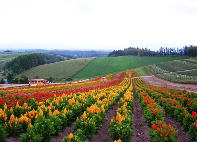 Hokkaido Biei Green Pond and Furano Flower Sea | Day Tour - Scenic Attractions