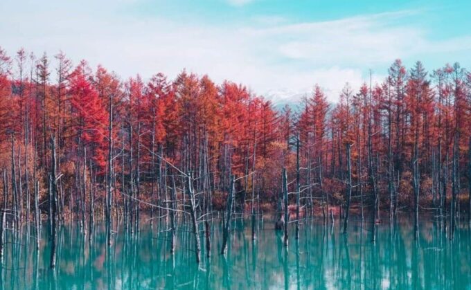 Hokkaido Biei Green Pond and Furano Flower Sea | Day Tour - Guided Tours