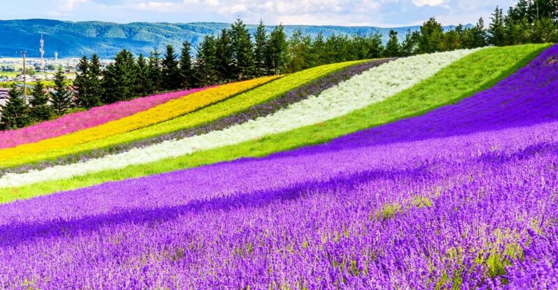 Hokkaido: Blue Pond of Biei, Flower Fields, Ningle Terrace Trip - Blue Pond in Biei