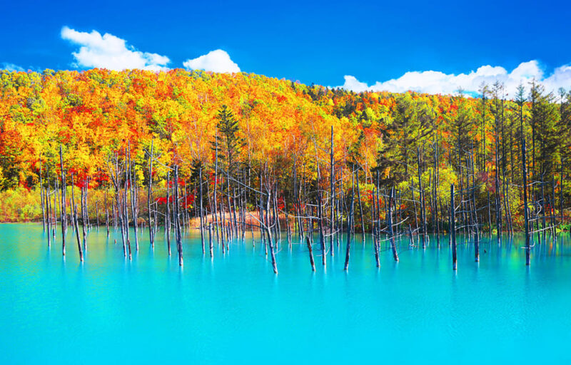 Hokkaido: Blue Pond of Biei, Flower Fields, Ningle Terrace Trip - Shikisai No Oka