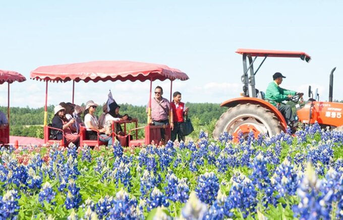 Hokkaido: Blue Pond of Biei, Flower Fields, Ningle Terrace Trip - Transportation and Inclusions