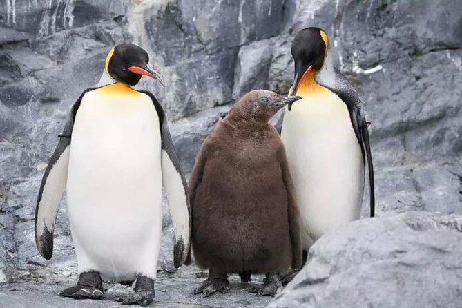 Hokkaido Day Tour From Sapporo: Asahiyama Zoo, Blue Pond Japan - Included Tour Amenities