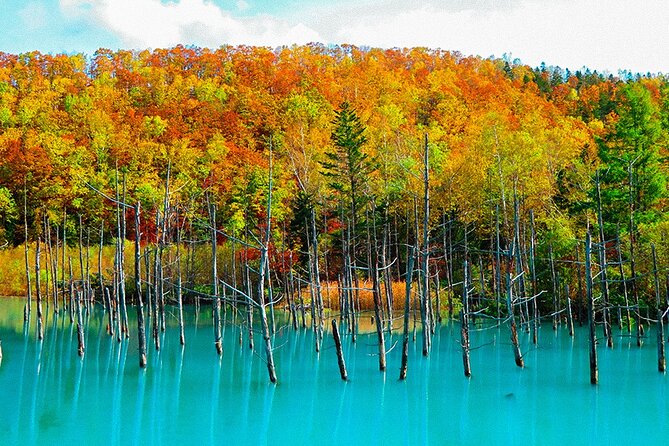 Hokkaido Day Trip From Sapporo: Asahiyama Zoo to Ningle Terrace - Key Points